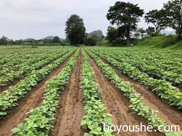 实皆省甘布鲁县区今年已完成20多万英亩冬作物的种植工作