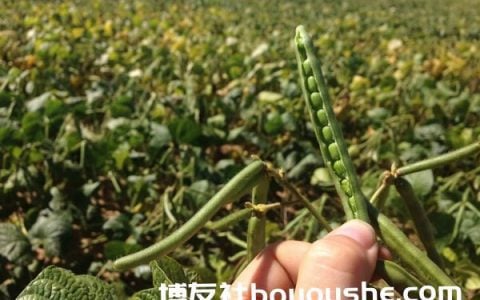 实皆省今年冬作物中黑麦豆与绿豆共种植了20多万英亩