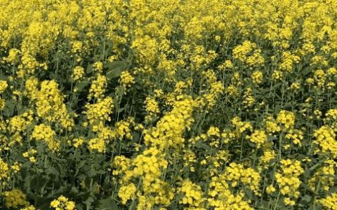 掸邦北部皎脉专区油料作物种植情况