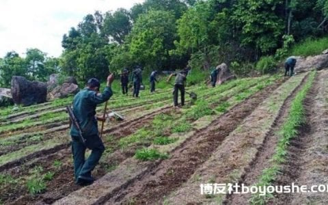 柬埔寨茶胶省捣毁2000多公顷非法大麻种植园